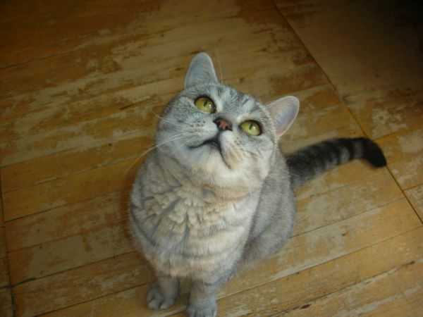 ��� �����